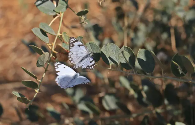 Dicle Vadisi’nde Beyaz Öncü Kelebeklerin ‘Yumurta’ Telaşı