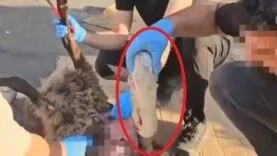 Ölü koyunun karnında uyuşturucu sevkiyatı polise takıldı: