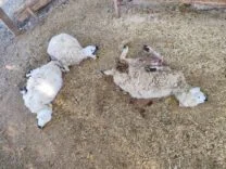 88956092-dc5c-497b-b1da-4a220b7c4cbf