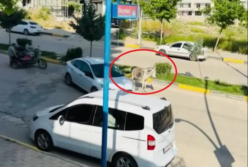 Ergani’de Eşek Yolu Kapattı, Trafikte Aksamalar Yaşandı