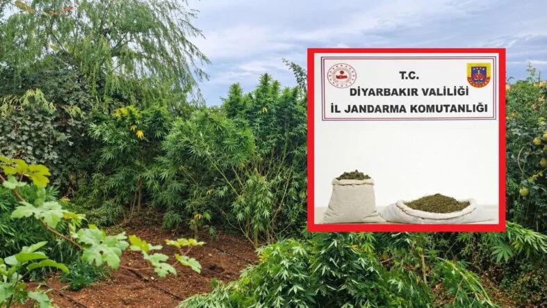 Diyarbakır’da Bir Haftada 97 Bin 743 Kök Kenevir Ele Geçirildi